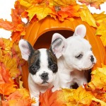 White french bulldog playing in fall autumn orange and yellow leaves, celebrating the fall season and thanksgiving, white background.