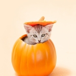 Autumn Theme Kitten Photo