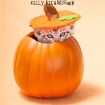 Gray tabby kitten Pumpkin, orange background.