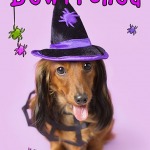 Dachshund Puppy dog wearing witch hat purple background.