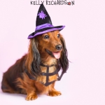 Dachshund Puppy dog wearing witch hat purple background.