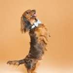 Dachshund Puppy dog Photo Shoot
