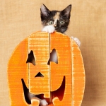 Black Calico kitten inside an orange wooden pumpkin