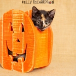 Black Calico kitten inside an orange wooden pumpkin