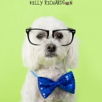 White Bijon Poodle mixed breed dog portrait of head wearing a blue sequined bow tie on neck, and a pair of black nerdy glasses with bandaid on them, , green background.