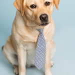 Yellow Labrador Retriever Puppy Dog wearing a blue checkered neck tie Blue background