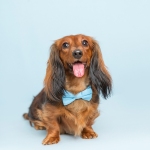 Dachshund Puppy dog wearing blue bow tie, blue background.