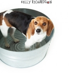 Beagle dog named Lucy inside wash tub