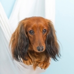 Dachshund Puppy dog in white hammock, blue background.