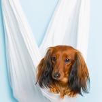 Dachshund Puppy dog in white hammock, blue background.