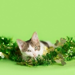 Calico Kitten playing in St. Patricks Day decoration, green background.