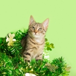 Calico Kitten playing in St. Patricks Day decoration, green background.