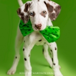 Dalmatian Puppy celebrates St. Patrick's Day