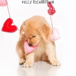 Golden Rretriever Puppy Valentine