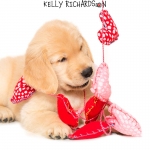 Golden Rretriever Puppy Valentine