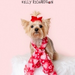 Rescue Yorkie Lucy