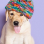 Yellow Labrador Puppy wearing snow hat beanie