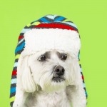 White Bijon Poodle mixed breed dog portrait of head wearing a striped winter hat,  green background.
