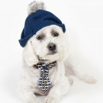 White Bijon Poddle mix male dog wearing blue winter hat and dog bone neck tie, white background.