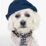 White Bijon Poodle mix breed dog wearing a blue hat and a dog bone colorful neck tie,  white background.