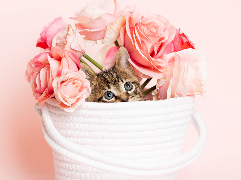 Brown tabby kitten playing in a white woven fabric yarn basket with a bouquet of roses, pink background.