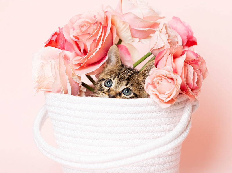 Brown tabby kitten playing in a white woven fabric yarn basket with a bouquet of roses, pink background.