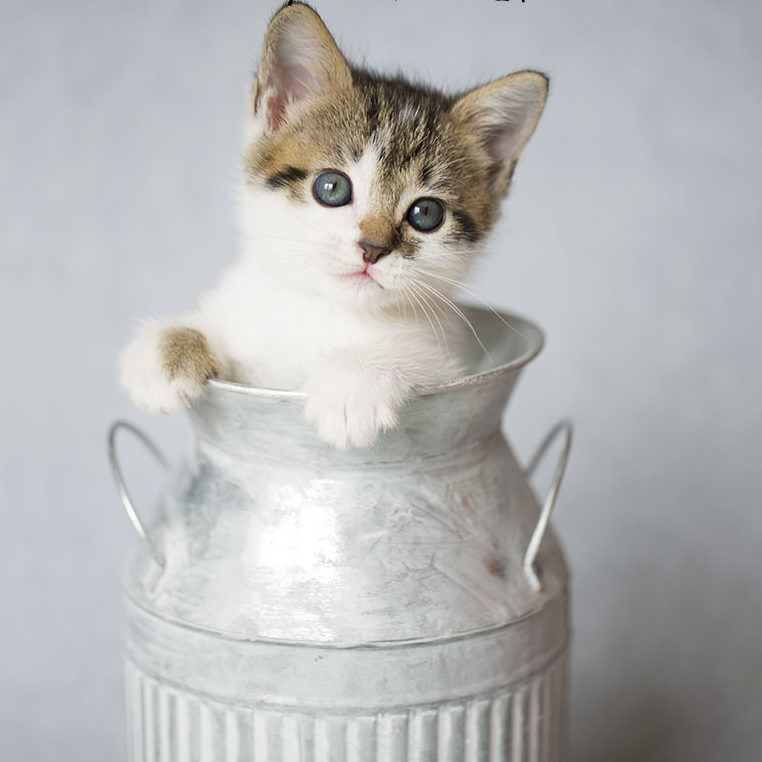 White calico tabby kitten inside a gray white striped milk can