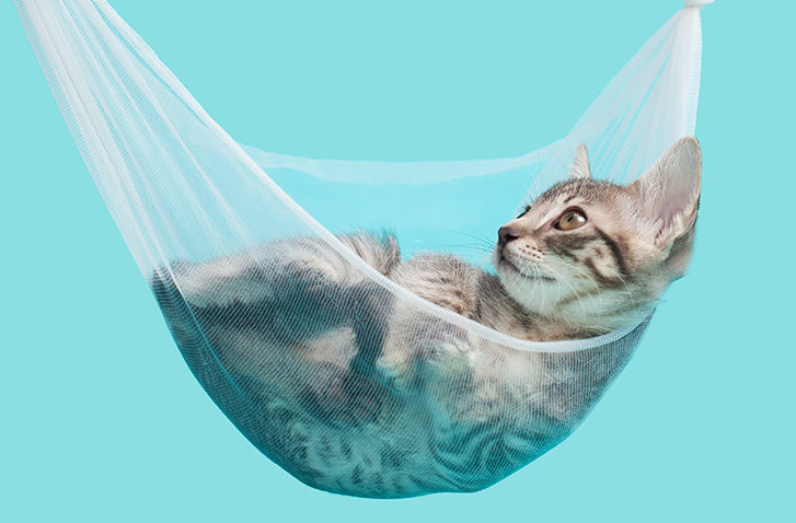 Tabby Kitten laying in a hammock made of tulle material, light b