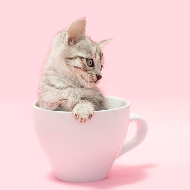 Pink Kitten Coffee Cup