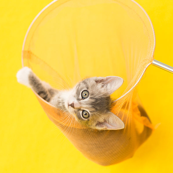 Kitten in yellow butterfly net