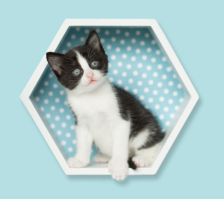 Hexagon Shelf with Kitten Inside, and colorful polka dot pattern isoalted to make honeycomb design.