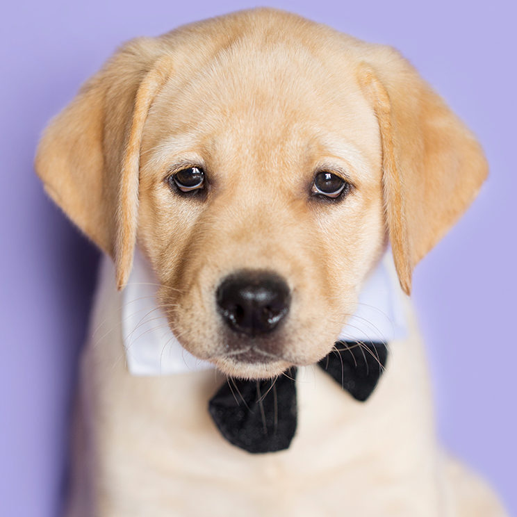 Yellow Labrador Puppy wearing a tuxedo bow tie on purple background.