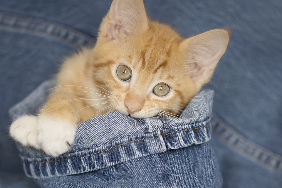 orange kitten in denim jeans