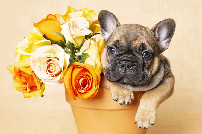 French Bulldog Flowers