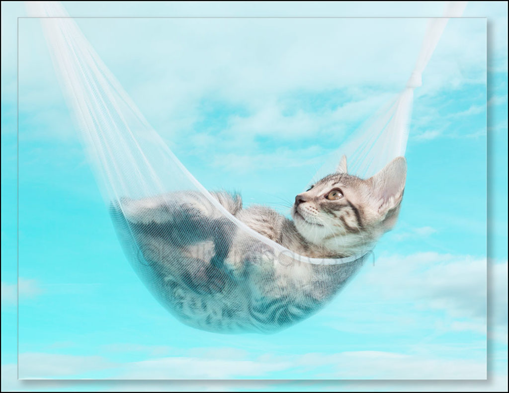 Kitten hammock blue cloudy sky